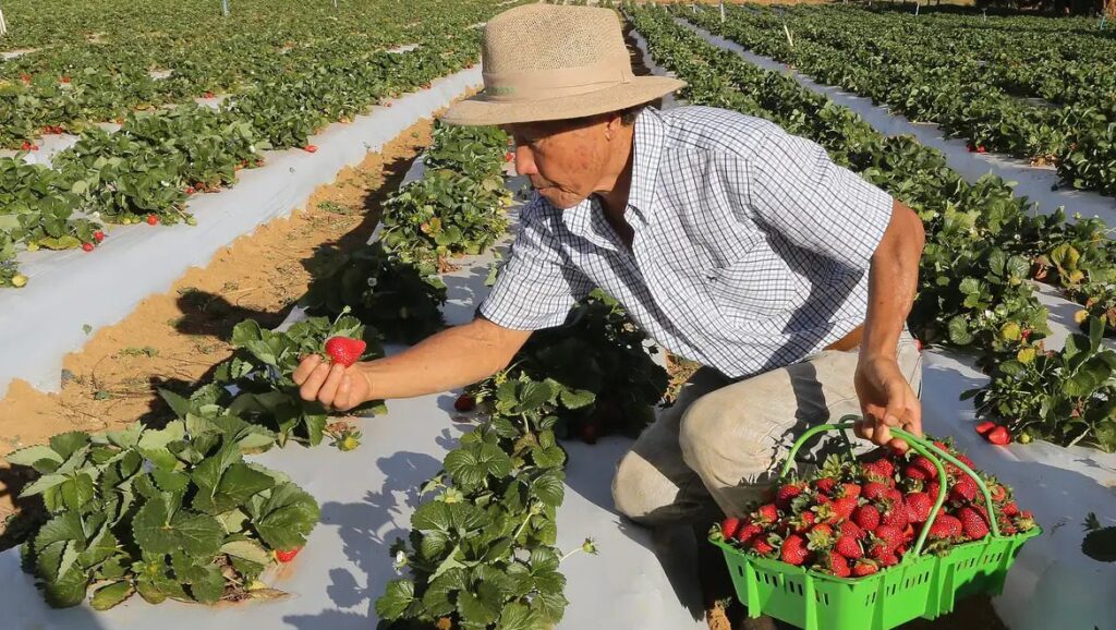 diretriz-9-do-programa-de-lula-propoe-fortalecer-a-agricultura-familiar-e-ampliar-a-producao-de-alimentos-para-garantir-seguranca-alimentar-foto-valter-campanato-agencia-brasil