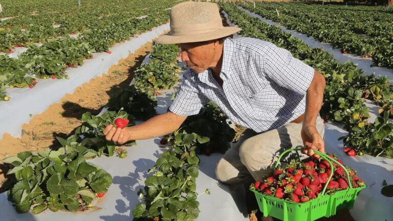 diretriz-9-do-programa-de-lula-propoe-fortalecer-a-agricultura-familiar-e-ampliar-a-producao-de-alimentos-para-garantir-seguranca-alimentar-foto-valter-campanato-agencia-brasil