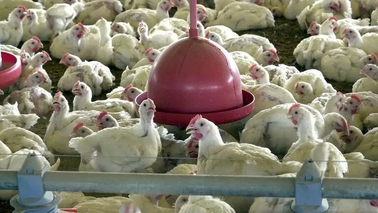 O-risco-de-infecções-em-humanos-pelo-vírus-da-gripe-aviária-é-baixo.-Foto:-Agência-Brasil/arquivo-tvt-news O-risco-de-infecções-em-humanos-pelo-vírus-da-gripe-aviária-é-baixo.-Foto:-Agência-Brasil/arquivo.