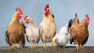 TVTNews 24 ministro-agricultura-anuncia-foco-gripe-aviaria-esta-contido-20-dias-brasil-deve-anunciar-que-esta-livre-gripe-aviaria-xuan-tuan-anh-dang-pixabay-tvt-news