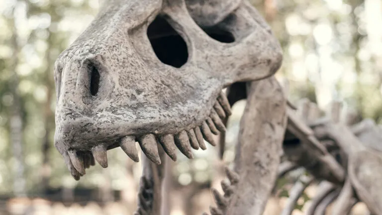 fossil-descoberto-brasil-lanca-luz-origem-dinossauros-nova-especie-itaguyra-occulta-paleontologos-brasileiros-argentinos-anastasiia-kozlikina-unsplash