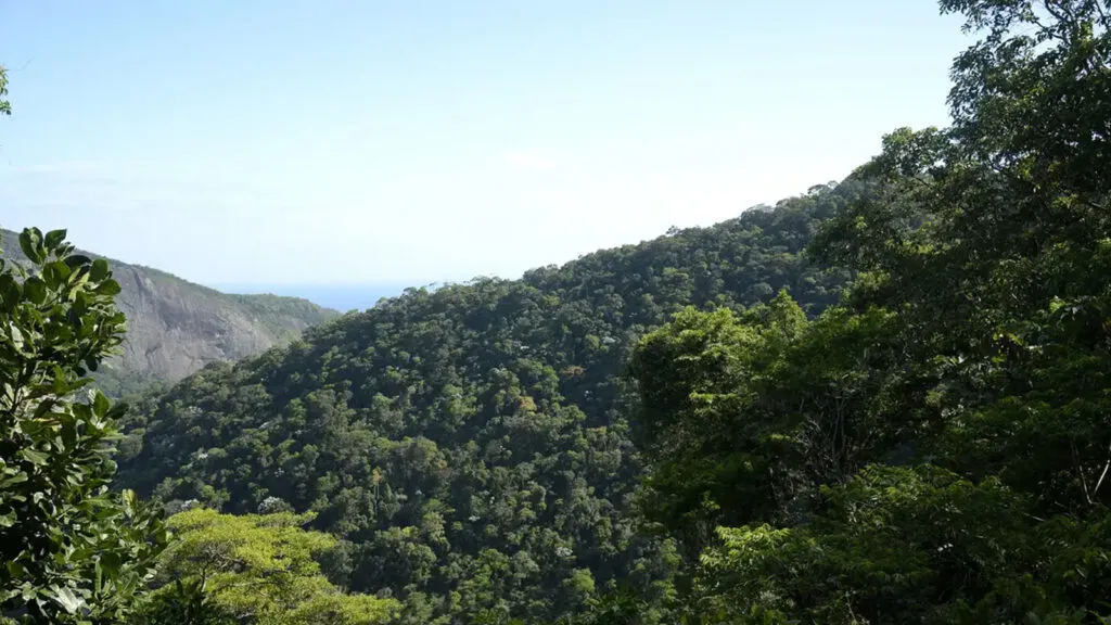 restauro-florestal-render-us-100-bi-por-ano-paises-tropicais-tomaz-silva-agencia-brasil-tvt-news