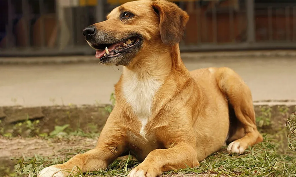 O que é um cão comunitário? Entenda e saiba como ajudar ONGs de proteção animal 1 como-registrar-cao-comunitario-reproducao-tvt-news